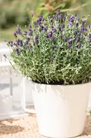 Lavandula angustifolia (Spijklavendel) - afbeelding 73