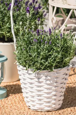 Lavandula angustifolia (Spijklavendel) - afbeelding 76