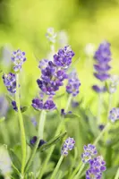 Lavandula angustifolia (Spijklavendel) - afbeelding 82