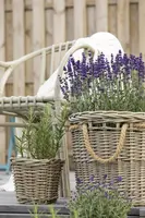 Lavandula angustifolia (Spijklavendel) - afbeelding 89