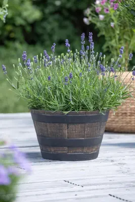 Lavandula angustifolia (Spijklavendel) - afbeelding 99