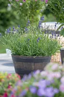 Lavandula angustifolia (Spijklavendel) - afbeelding 105