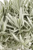 Lavandula angustifolia (Spijklavendel) - afbeelding 11