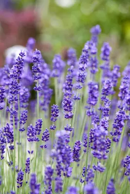 Lavandula angustifolia (Spijklavendel) - afbeelding 18