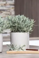 Lavandula angustifolia (Spijklavendel) - afbeelding 32