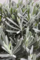 Lavandula angustifolia (Spijklavendel) - afbeelding 36