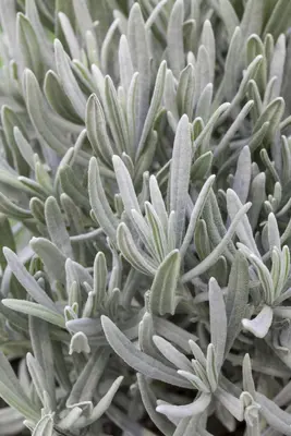 Lavandula angustifolia (Spijklavendel) - afbeelding 40