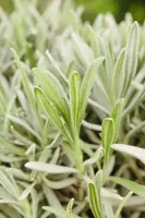 Lavandula angustifolia (Spijklavendel) - afbeelding 63