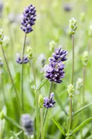Lavandula angustifolia (Spijklavendel) - afbeelding 108