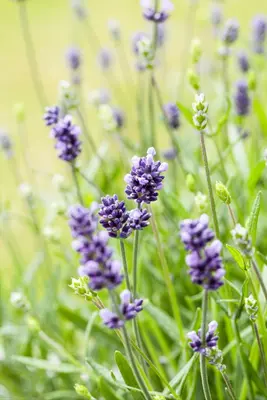 Lavandula angustifolia (Spijklavendel) - afbeelding 110