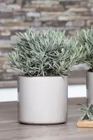 Lavandula angustifolia (Spijklavendel) - afbeelding 30