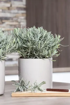 Lavandula angustifolia (Spijklavendel) - afbeelding 32