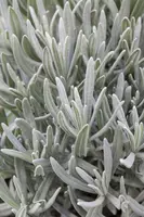 Lavandula angustifolia (Spijklavendel) - afbeelding 40