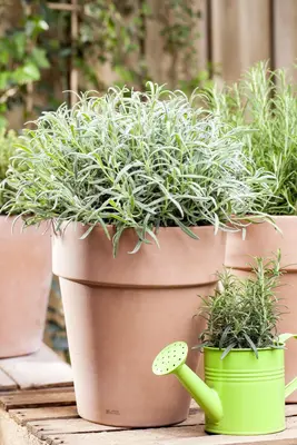 Lavandula angustifolia (Spijklavendel) - afbeelding 45