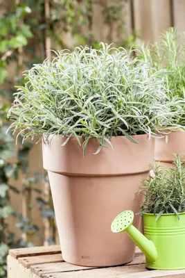 Lavandula angustifolia (Spijklavendel) - afbeelding 46
