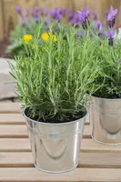 Lavandula angustifolia (Spijklavendel) - afbeelding 88