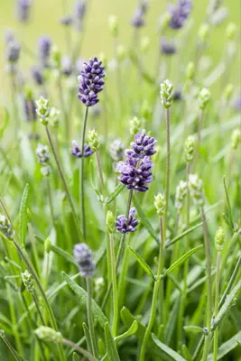 Lavandula angustifolia (Spijklavendel) - afbeelding 107