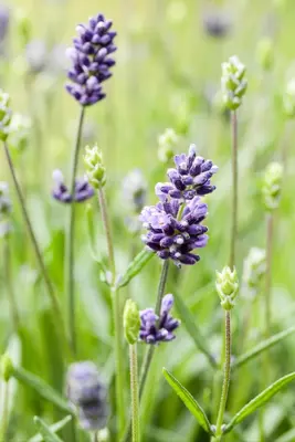 Lavandula angustifolia (Spijklavendel) - afbeelding 108