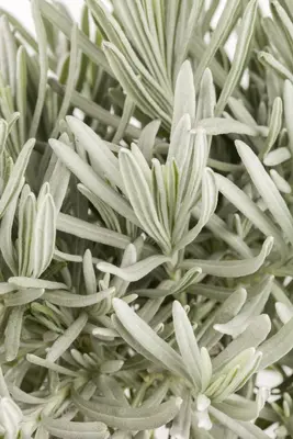Lavandula angustifolia (Spijklavendel) - afbeelding 11