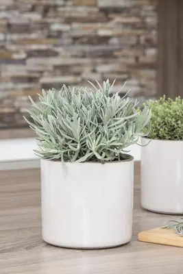Lavandula angustifolia (Spijklavendel) - afbeelding 37