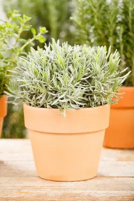Lavandula angustifolia (Spijklavendel) - afbeelding 55