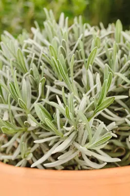 Lavandula angustifolia (Spijklavendel) - afbeelding 59