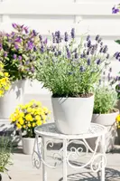 Lavandula angustifolia (Spijklavendel) - afbeelding 70