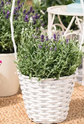 Lavandula angustifolia (Spijklavendel) - afbeelding 75
