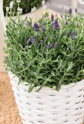 Lavandula angustifolia (Spijklavendel) - afbeelding 78