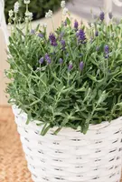 Lavandula angustifolia (Spijklavendel) - afbeelding 78
