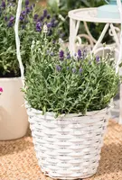 Lavandula angustifolia (Spijklavendel) - afbeelding 75