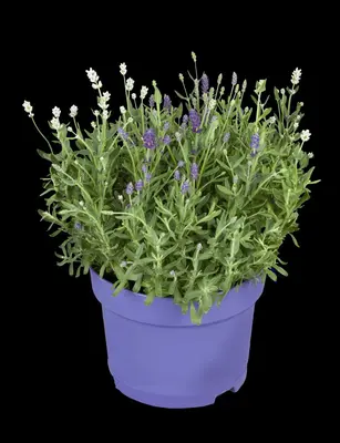Lavandula angustifolia (Spijklavendel) - afbeelding 87
