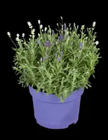 Lavandula angustifolia (Spijklavendel) - afbeelding 87