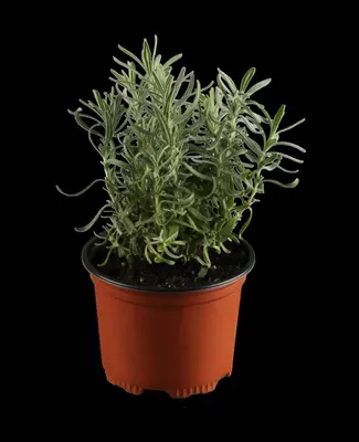Lavandula angustifolia (Spijklavendel) - afbeelding 1
