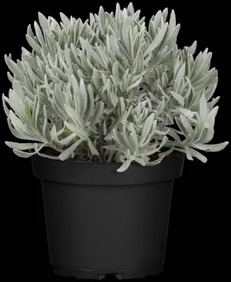 Lavandula angustifolia (Spijklavendel) - afbeelding 41