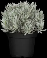 Lavandula angustifolia (Spijklavendel) - afbeelding 41