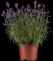 Lavandula angustifolia (Spijklavendel) - afbeelding 3
