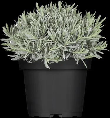 Lavandula angustifolia (Spijklavendel) - afbeelding 8