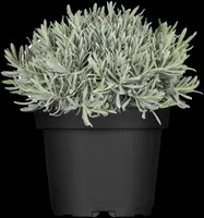 Lavandula angustifolia (Spijklavendel) - afbeelding 8