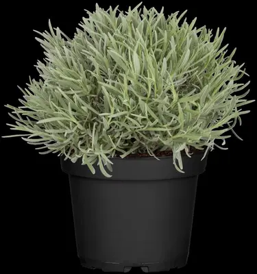 Lavandula angustifolia (Spijklavendel) - afbeelding 48