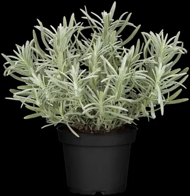 Lavandula angustifolia (Spijklavendel) - afbeelding 71