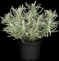 Lavandula angustifolia (Spijklavendel) - afbeelding 71