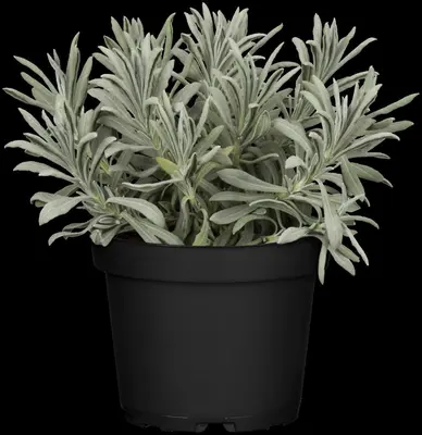 Lavandula angustifolia (Spijklavendel) - afbeelding 64