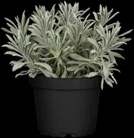 Lavandula angustifolia (Spijklavendel) - afbeelding 64