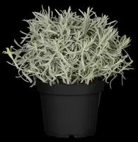 Lavandula angustifolia (Spijklavendel) - afbeelding 117