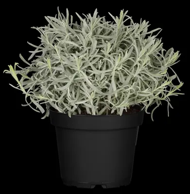Lavandula angustifolia (Spijklavendel) - afbeelding 117