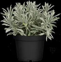 Lavandula angustifolia (Spijklavendel) - afbeelding 49