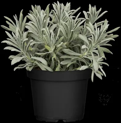 Lavandula angustifolia (Spijklavendel) - afbeelding 49