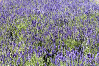 Lavandula angustifolia (Spijklavendel) - afbeelding 16