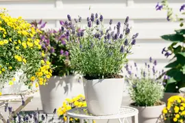 Lavandula angustifolia (Spijklavendel) - afbeelding 69